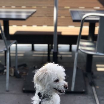 Blaze Pizza - Outdoor area is great for dogs ! - Salad Near Me - Bakersfield, California