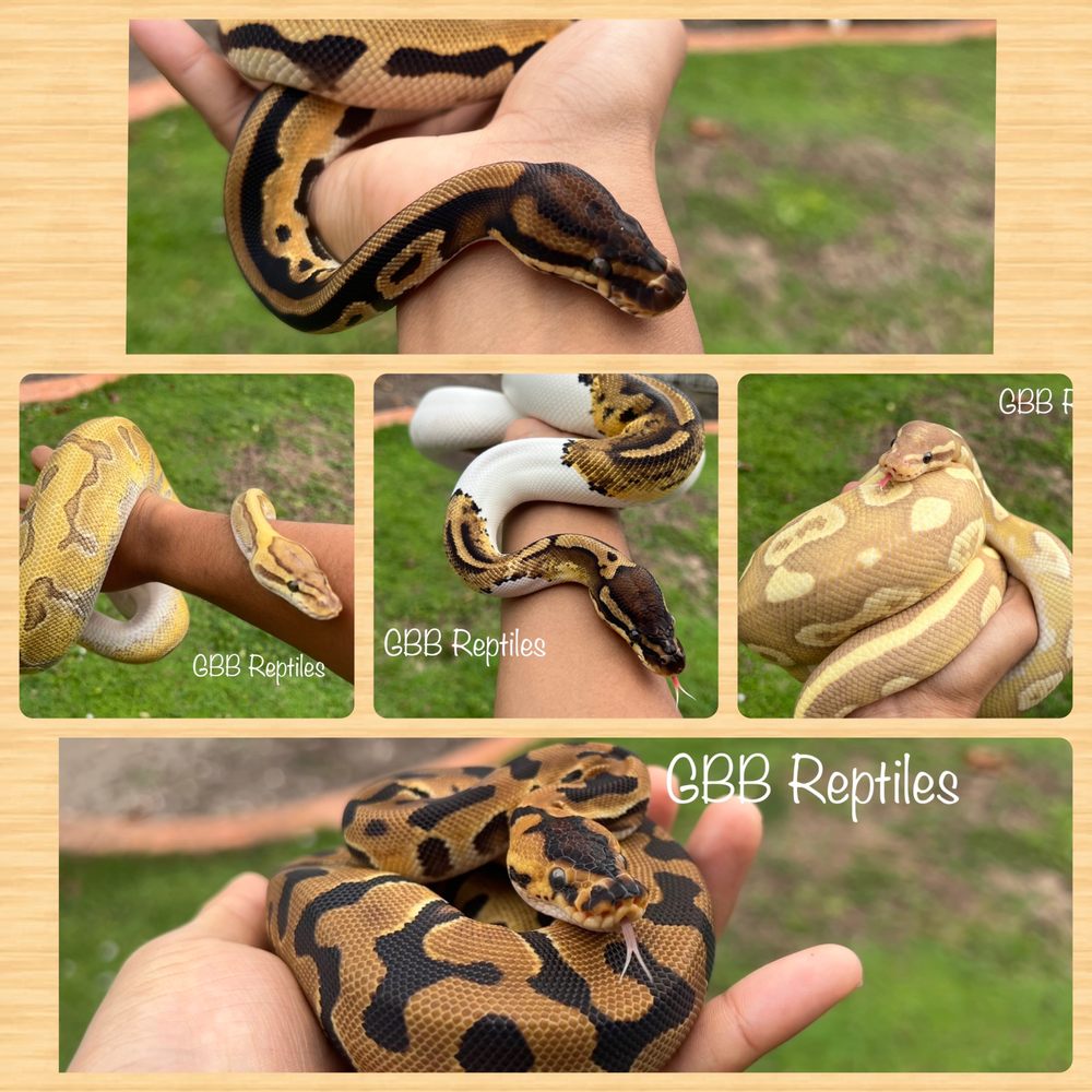 GBB REPTILES Updated September 2024 Miami, Florida Reptile Shops