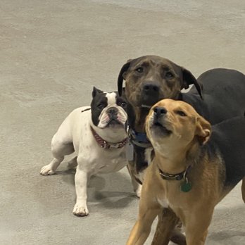 What a Ruff Life - Pet Groomers Near Me - Newington, Connecticut What a Ruff Life - Pet Groomers Near Me - Newington, Connecticut