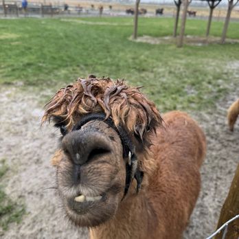 Luckie Farms - Attraction Farms Near Me - Lake Stevens, Washington Luckie Farms - Attraction Farms Near Me - Lake Stevens, Washington