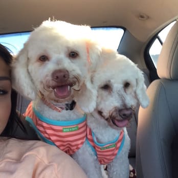Madelyns Pet Grooming - Multipoo babies Jasmine & Abby - Pet Groomers Near Me - Kingman, Arizona Madelyns Pet Grooming - Multipoo babies Jasmine & Abby - Pet Groomers Near Me - Kingman, Arizona
