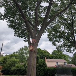 Paul's Tree Care - Circled two major branches cut.  Many smaller branches cut in their lion tailing.