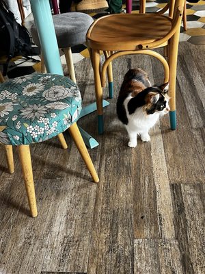 Romeow Cat Bistrot by null