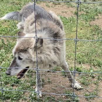 Colorado Wolf and Wildlife Center - Zoos Near Me - Divide, Colorado Colorado Wolf and Wildlife Center - Zoos Near Me - Divide, Colorado