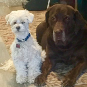 Elegant Pet Grooming - Pet Groomers Near Me - Mesa, Arizona