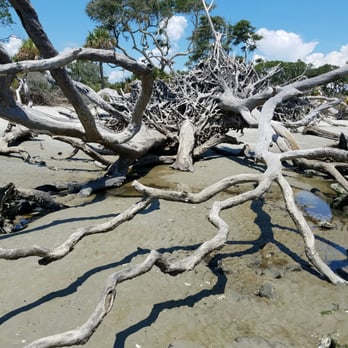 Driftwood Beach - Beaches Near Me - Jekyll Island, Georgia Driftwood Beach - Beaches Near Me - Jekyll Island, Georgia
