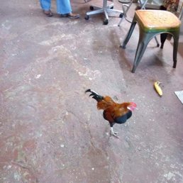 Their pet rooster! Their pet rooster!