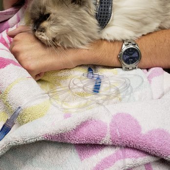 BluePearl Pet Hospital - Fancy after she had to be put down 7/21/2020. - Veterinarians Near Me - Oklahoma City, Oklahoma
