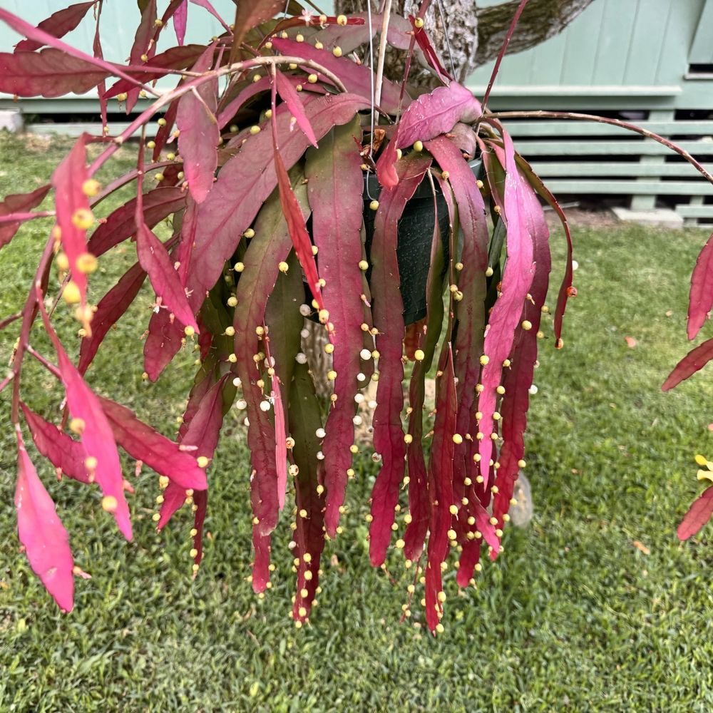 Hala Tree Coffee - Hanging plant in the garden - Attraction Farms Near Me - Captain Cook, Hawaii Hala Tree Coffee - Hanging plant in the garden - Attraction Farms Near Me - Captain Cook, Hawaii