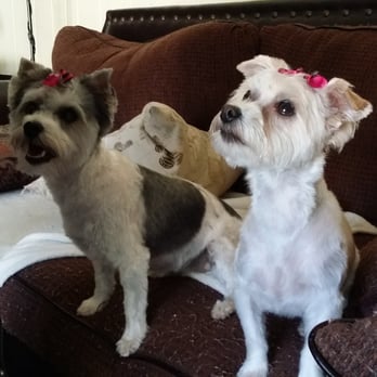 PetSmart - Lola Vanessa Puffnstuff Esq. (aka Lola) and Dr. Althea Frankenstein's Rocket Monster (aka Frankie) got their hair did! - Pet Stores Near Me - Schaumburg, Illinois