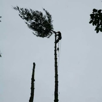 Dynamic Tree Services - Full removal. - Tree Services Near Me - West Vancouver, British Columbia Dynamic Tree Services - Full removal. - Tree Services Near Me - West Vancouver, British Columbia