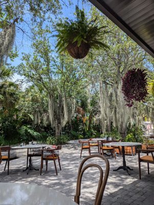 Novela Cafe Social by null