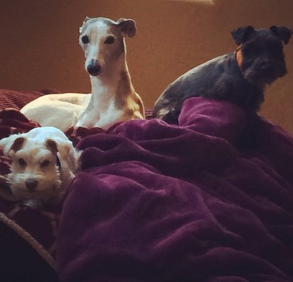 Dog Sitting - In Home Pet Sitting
Christi will travel most places (even Europe!) as long as the negotiated fee covers the cost of getting there.
Allowing pets to have a “staycation” in their own home eliminates the anxiety that animals may feel if left in a strange environment.
All of the typical pet and home care services are provided during overnight stays along with any additional tasks that might normally be done in the evening or early mornings when pet parents are home. You will receive daily reports so that you know how your pet is doing while you’re away.
Call today to check date availability! Dog Sitting - In Home Pet Sitting
Christi will travel most places (even Europe!) as long as the negotiated fee covers the cost of getting there.
Allowing pets to have a “staycation” in their own home eliminates the anxiety that animals may feel if left in a strange environment.
All of the typical pet and home care services are provided during overnight stays along with any additional tasks that might normally be done in the evening or early mornings when pet parents are home. You will receive daily reports so that you know how your pet is doing while you’re away.
Call today to check date availability!