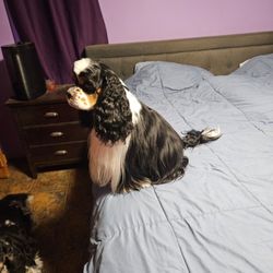 Magic wand grooming salon