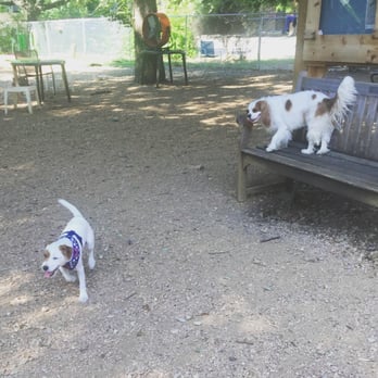 Central Dog Park - Mouser showing off - Dog Parks Near Me - Dallas, Texas