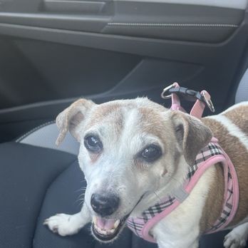 VEG ER for Pets - Happy girl, feeling better, on her way home again after a frightening night. - Emergency Pet Hospital Near Me - Clifton, New Jersey VEG ER for Pets - Happy girl, feeling better, on her way home again after a frightening night. - Emergency Pet Hospital Near Me - Clifton, New Jersey