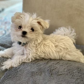 Maltese Angel Babies - Pet Breeders Near Me Maltese Angel Babies - Pet Breeders Near Me