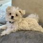 Photo of Maltese Angel Babies