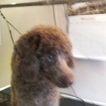 Yew Tree Dog Grooming - Pet Groomers Near Me - Manchester, XGM Yew Tree Dog Grooming - Pet Groomers Near Me - Manchester, XGM