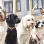 Photo of Home Buddies Doggie Day Care
