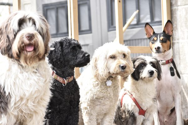 dog boarding etobicoke