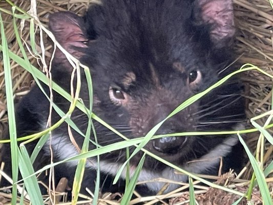 Tasmanian Devil Unzoo by null