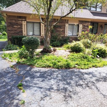 Clarity Landscape Solutions - Before weeding - Landscaping Near Me Clarity Landscape Solutions - Before weeding - Landscaping Near Me