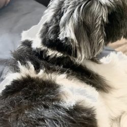 Bergen's Dog Grooming - Notice how his ear is chopped but then long strands left?? And patches of long fur on his back?