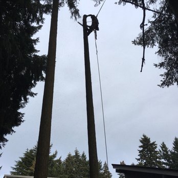 Taproot Tree Care - Douglas Fir removal - Tree Services Near Me Taproot Tree Care - Douglas Fir removal - Tree Services Near Me