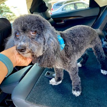 Dirty Dog Grooming - Freshly groomed. First time at Dirty Dog. - Pet Groomers Near Me - Carson City, Nevada Dirty Dog Grooming - Freshly groomed. First time at Dirty Dog. - Pet Groomers Near Me - Carson City, Nevada