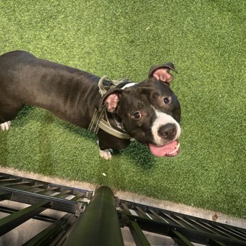 Barkhaven - Happy doggo - Dog Parks Near Me - Orlando, Florida Barkhaven - Happy doggo - Dog Parks Near Me - Orlando, Florida