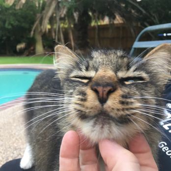 Memorial Cat Hospital - Two Socks - Veterinarians Near Me - Houston, Texas