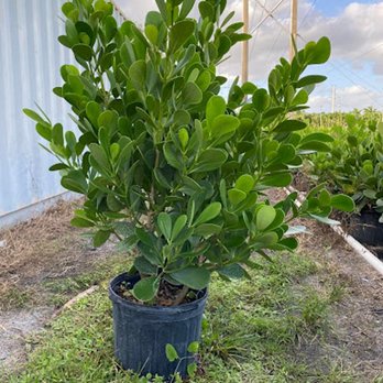 Grateful Clusia Nursery - Nurseries & Gardening Near Me - Parkland, Florida Grateful Clusia Nursery - Nurseries & Gardening Near Me - Parkland, Florida