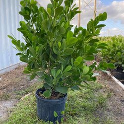 Grateful Clusia Nursery