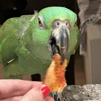 Pizza Da Napoli - My parrot Dino eating pizza - Pizza Near Me - Basking Ridge, New Jersey
