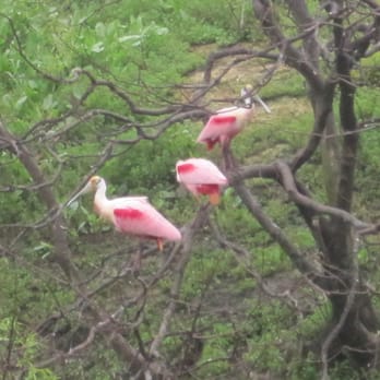 Smith Oaks Bird Sanctuary - Parks Near Me - Bolivar Peninsula, Texas