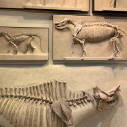 Beneski Museum of Natural History
