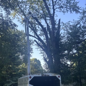 Fernando's Tree Service - Tall maple tree trimming - Tree Services Near Me - Logansport, Indiana Fernando's Tree Service - Tall maple tree trimming - Tree Services Near Me - Logansport, Indiana