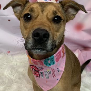 Bow Wow Lounge - Dog Walkers Near Me - Chicago, Illinois