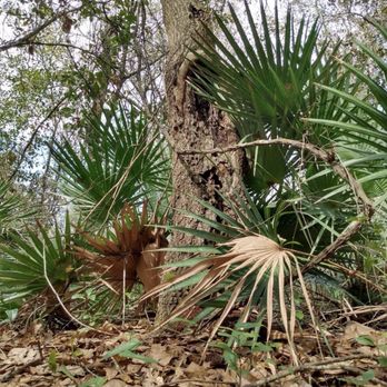 Alafia Scrub Nature Preserve - Hiking Near Me - Riverview, Florida Alafia Scrub Nature Preserve - Hiking Near Me - Riverview, Florida
