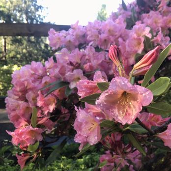 Hendricks Park - Parks Near Me - Eugene, Oregon