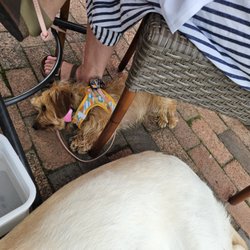 The Landing Restaurant - Good dog