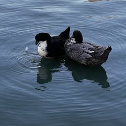 Two ducks swimming.