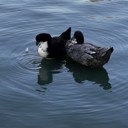 Temecula Duck Pond - Two ducks swimming.