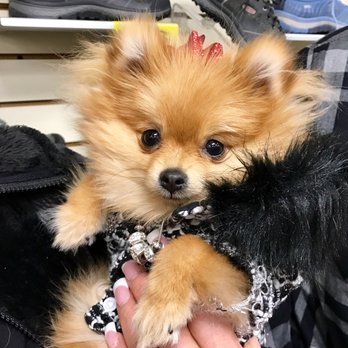 Millie's Dog World - Sweet little Diamond  after her spa day - Pet Groomers Near Me - Phoenix, Arizona