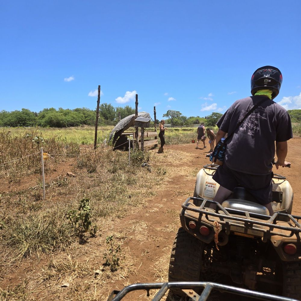 North Shore Stables - nice cow - ATV Rentals/Tours Near Me - Waialua, Hawaii North Shore Stables - nice cow - ATV Rentals/Tours Near Me - Waialua, Hawaii