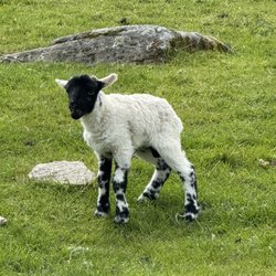 Leault Working Sheep Dogs with Neil Ross