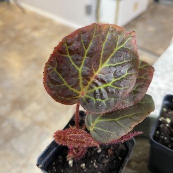 Steve's Leaves - Nurseries & Gardening Near Me Steve's Leaves - Nurseries & Gardening Near Me