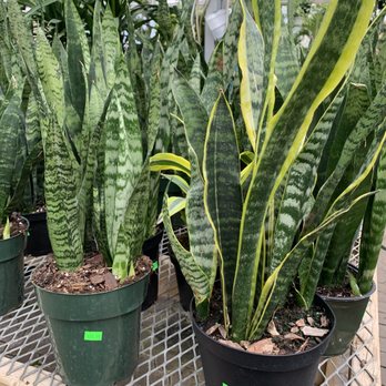 Woodhill Garden Centre - Snake plants - Landscaping Near Me - Thornhill, Ontario Woodhill Garden Centre - Snake plants - Landscaping Near Me - Thornhill, Ontario