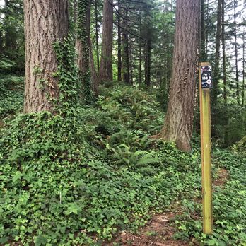 Toledo Red Dog Disc Golf Course - Hole 2 - Disc Golf Near Me - Toledo, Oregon Toledo Red Dog Disc Golf Course - Hole 2 - Disc Golf Near Me - Toledo, Oregon